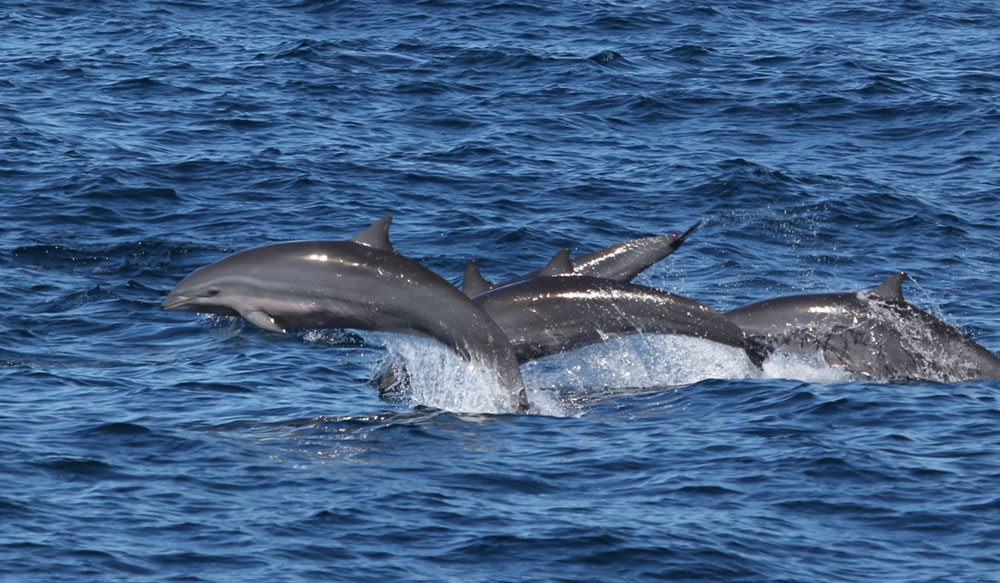 The MSY Seven Seas liveaboard
