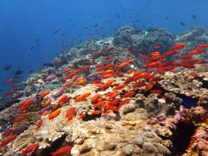 The MSY Seven Seas liveaboard