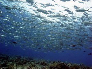 The MSY Seven Seas liveaboard