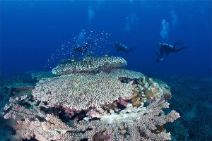Dewi Nusantara liveaboard