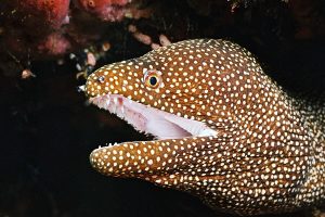 Ocean Hunter I
