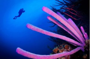 Buddy Dive Resort Reef