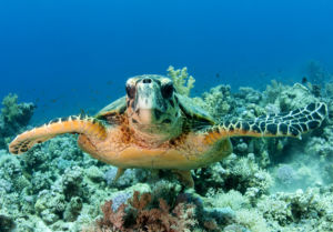 Red Sea