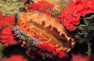 Truk Clam